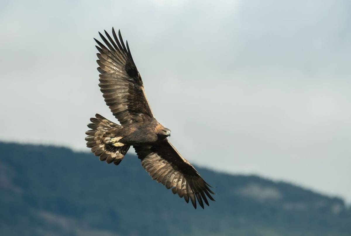 Golden Eagle shutterstock_771867265.jpg