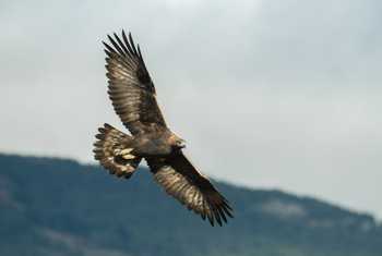 Golden Eagle shutterstock_771867265.jpg