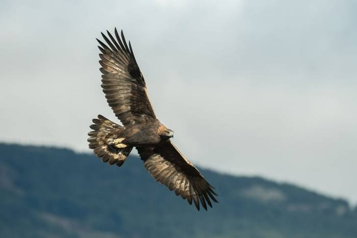 Golden Eagle shutterstock_771867265.jpg