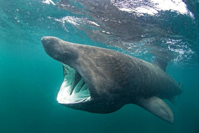 Basking Shark, Scotland shutterstock_701993506.jpg