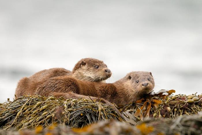Otters, Scotland