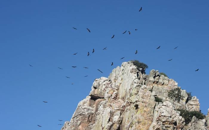 Vultures circling in Monfrague NP (Tom Mabbett)