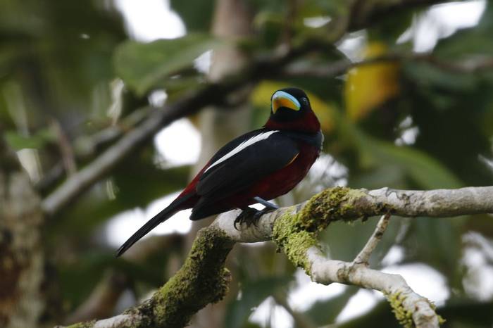 Black-and-red Broadbill (David Griffiths)