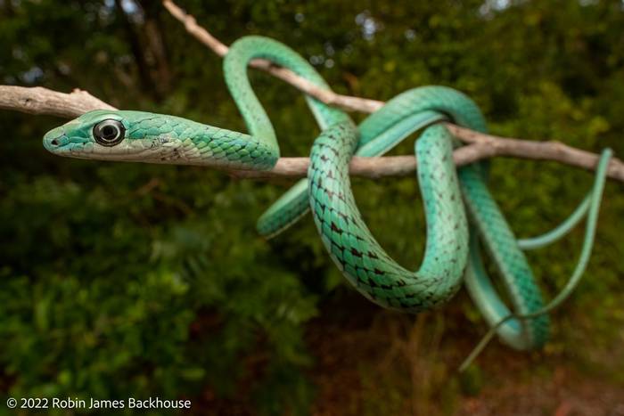 Speckled Green Snake (Philothamnus punctatus) © Robin James Backhouse