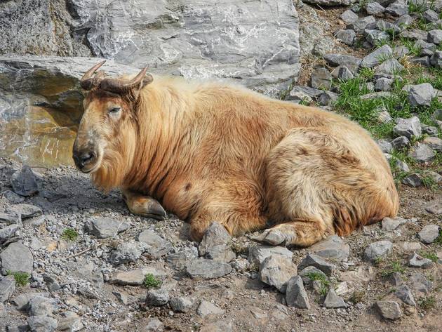 Rare takin in Bhutan 