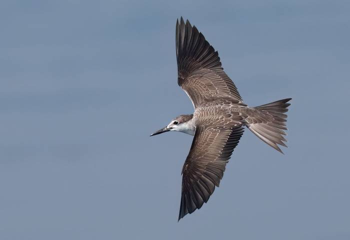 Bridled Tern © Chris Griffin, November '25 tour.jpg