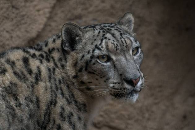 Snow leopard in Bhutan 