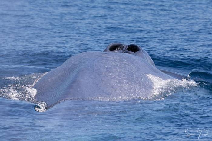 Blue Whale.jpg