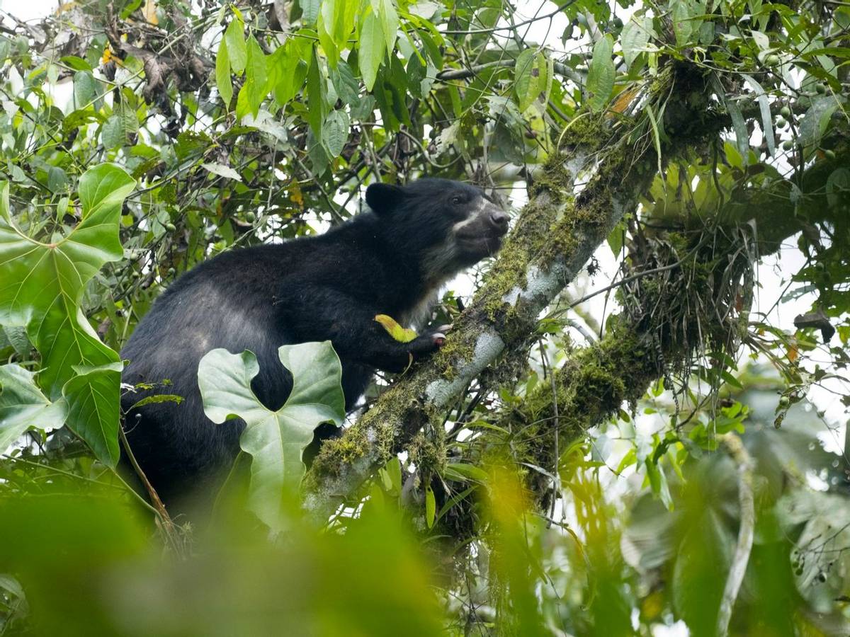 Spectacled Bear, Ecuador, Shutterstock 793124704