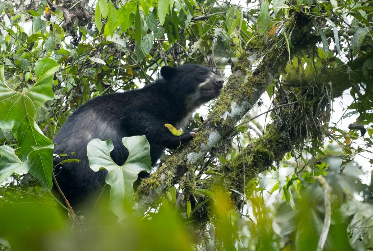 Spectacled Bear, Ecuador, Shutterstock 793124704