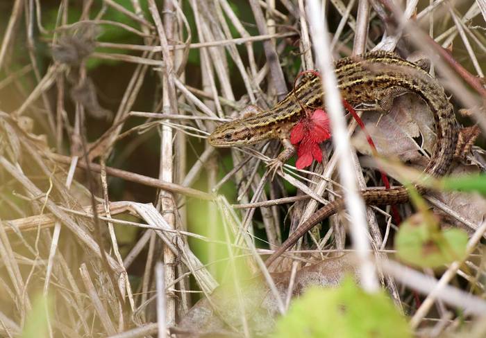 Common lizard, Josh Phangurha
