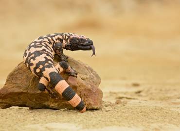 The Reptiles & Amphibians of Arizona's Sonoran and Chihuahuan Deserts