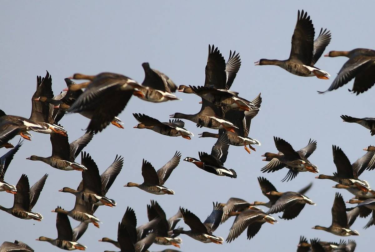 Red-breasted Goose with Greater White-fronted Geese shutterstock_2303192995.jpg