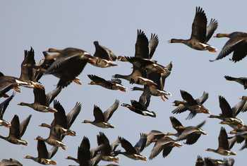 Red-breasted Goose with Greater White-fronted Geese shutterstock_2303192995.jpg