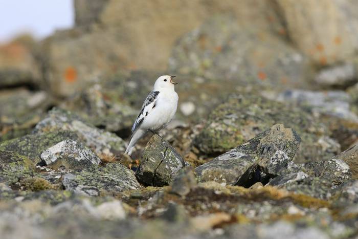 Snow Bunting shutterstock_1422075599.jpg