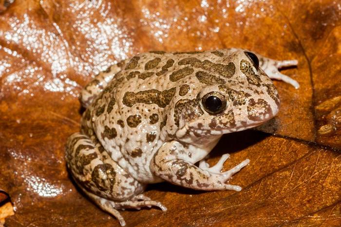 Australian Marbled Frog (Limnodynastes convexiusculus)