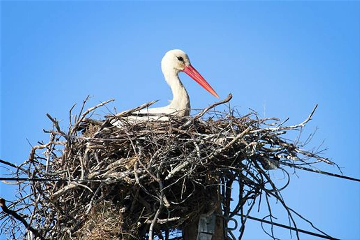 White Stork on nest (Ken Williams)