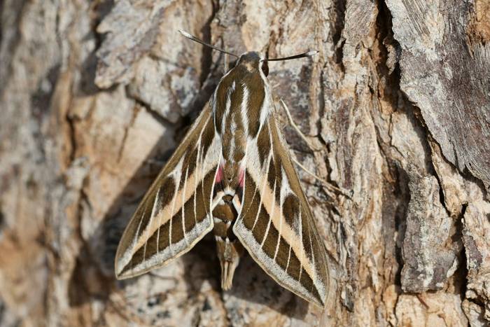 Striped Hawk-moth © Dave Jackson, November 2025 tour