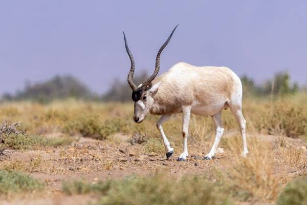 Addax (Mike Unwin) Image