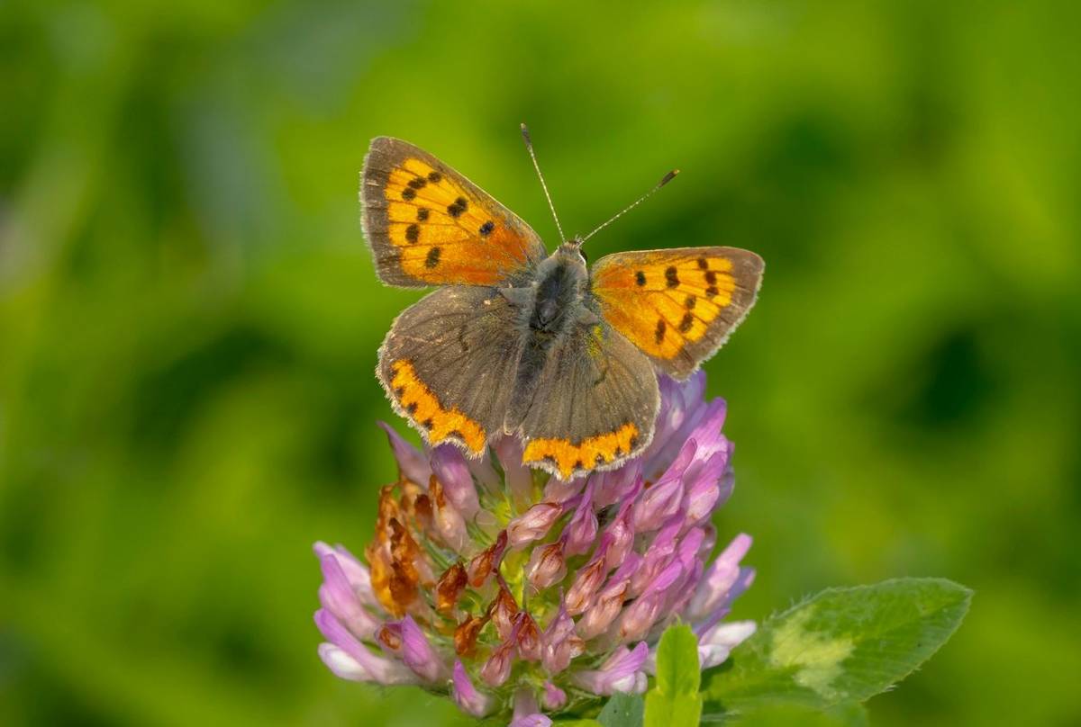Small Copper shutterstock_1821110048.jpg