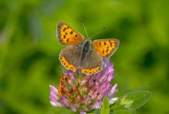 Small Copper shutterstock_1821110048.jpg