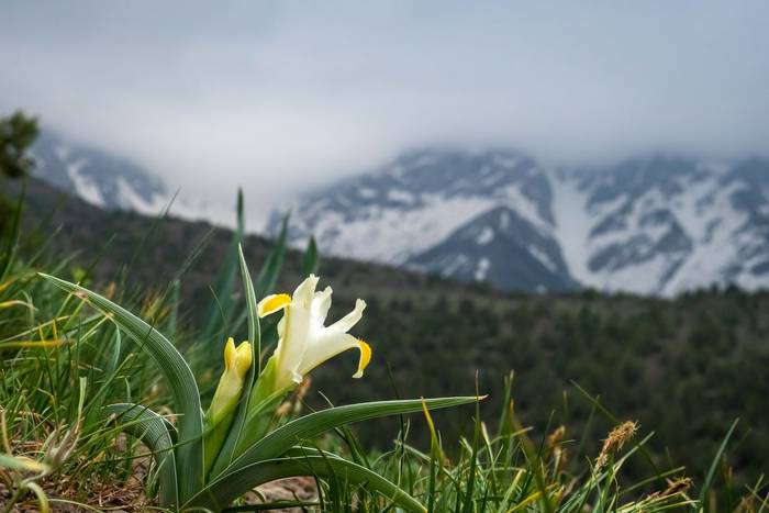 White Iris, Kazakhstan shutterstock_2094575473.jpg