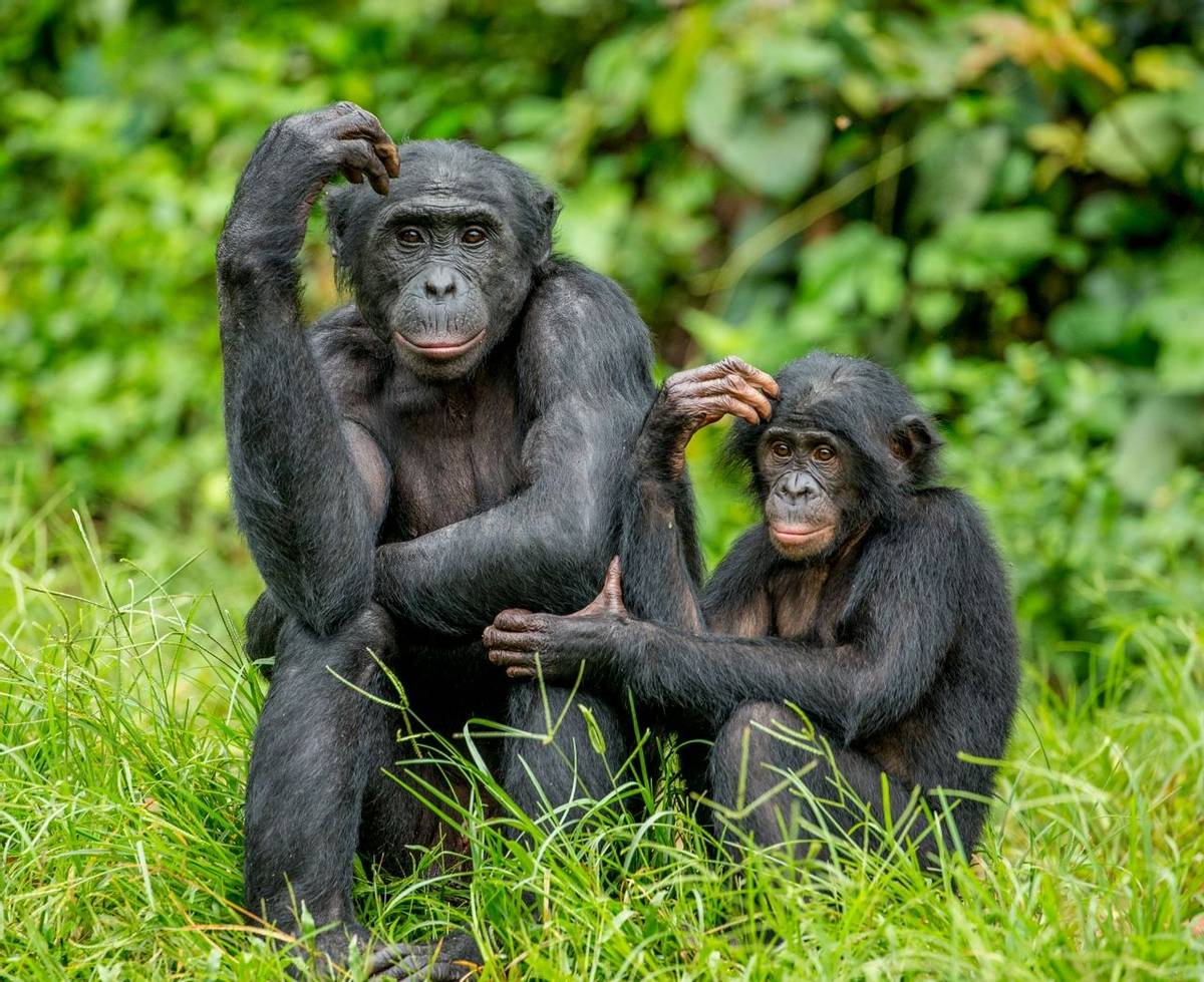 Bonobos, Congo shutterstock_1051536416.jpg
