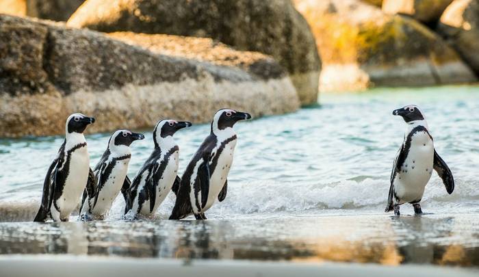 African Penguin, Boulder Beach, South Africa shutterstock_536915842.jpg