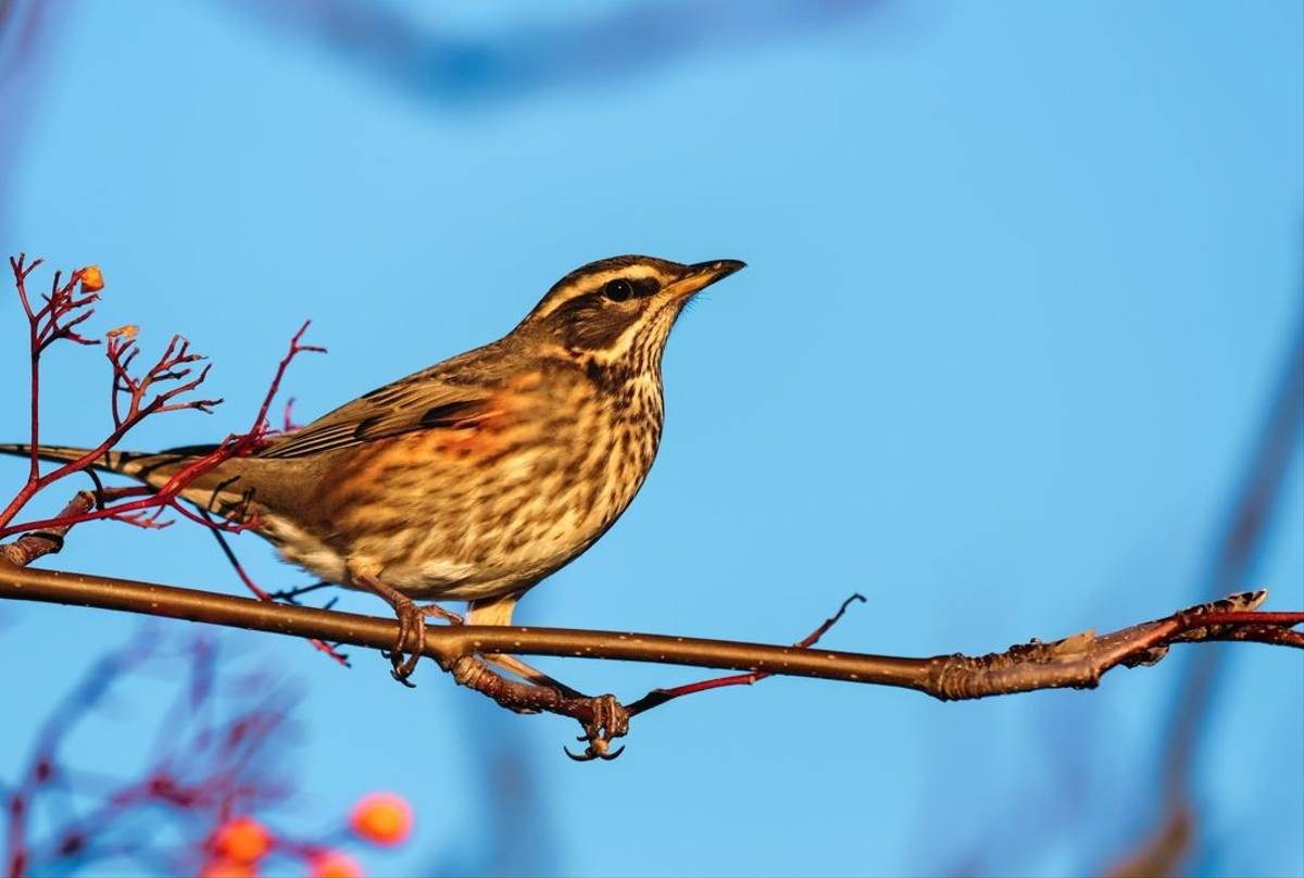 Redwing, UK shutterstock_2043969512.jpg