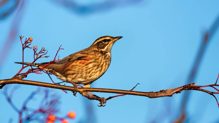 Redwing, UK shutterstock_2043969512.jpg