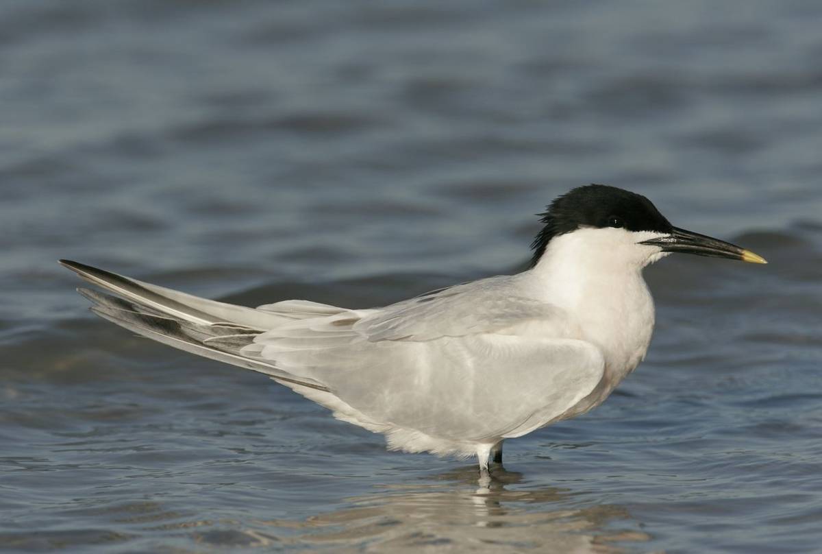 Sandwich Tern shutterstock_18371440.jpg