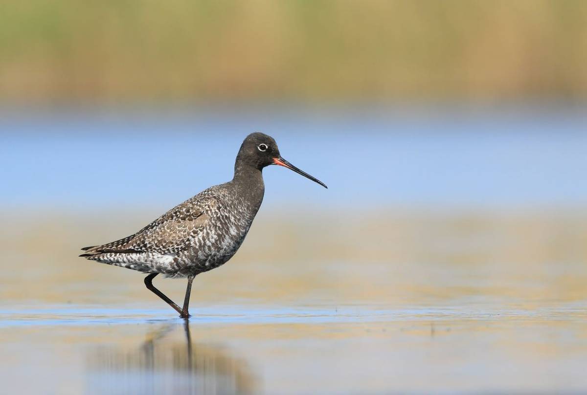 Spotted Redshank.jpg