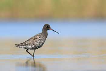 Spotted Redshank.jpg