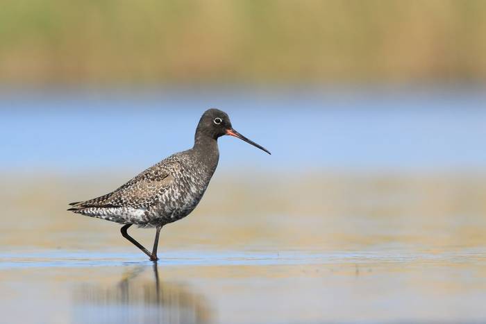 Spotted Redshank.jpg