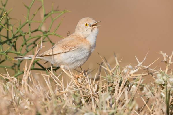 African Desert Warbler