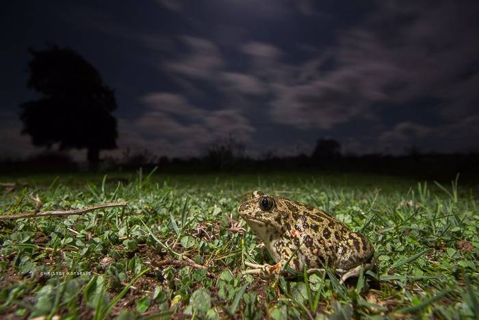 Balkan Spadefoot Toad (Pelobates balcanicus chloeae) © Christos Kotselis