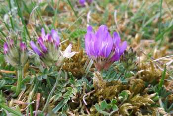 Purple Milk-vetch.JPG