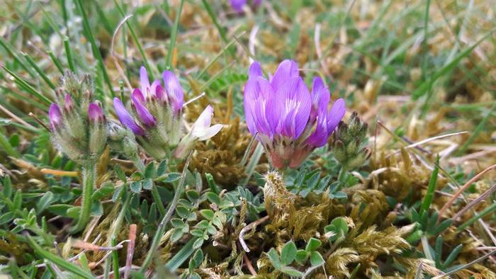 Purple Milk-vetch.JPG