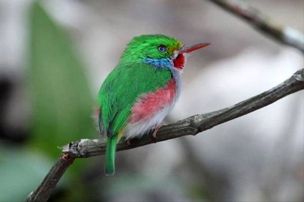 Cuban Tody (Steve Wakeham)