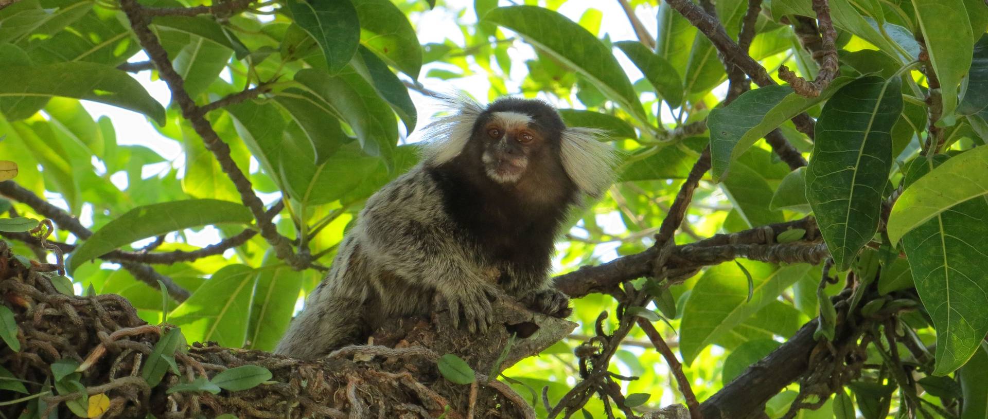 Sugarloaf, Marmoset Monkey   Rio