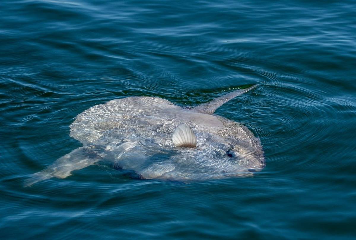 Ocean Sunfish shutterstock_2195579895.jpg