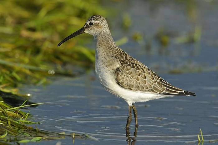 Curlew Sandpiper shutterstock_119823256.jpg