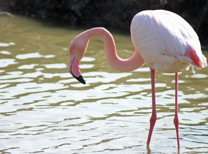 Greater Flamingo  (Tom Mabbett)