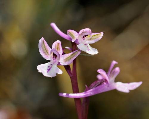 Anatolian Orchid shutterstock_1422135278.jpg