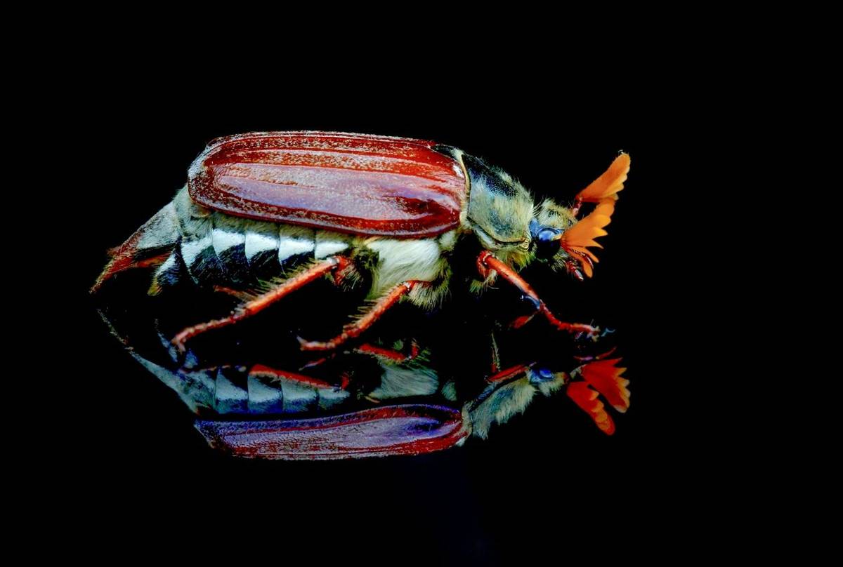 Cockchafer (David Jackson).jpg