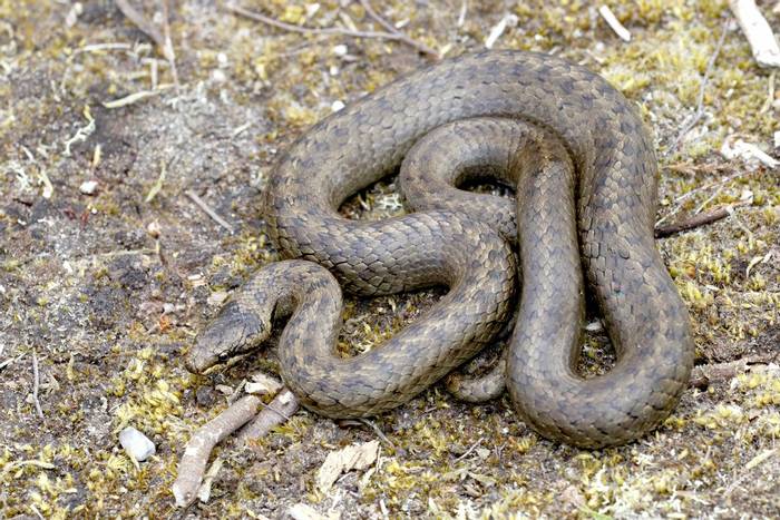 Smooth Snake, Arne - Dr Kevin Elsby FRPS