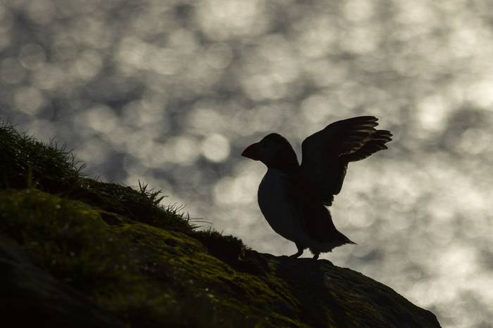 week 2_atlantic puffin_3R53567.jpg