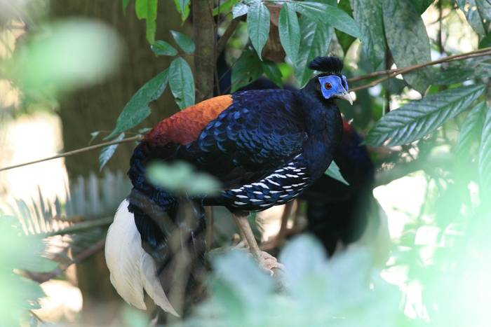 Crested Fireback Pheasant