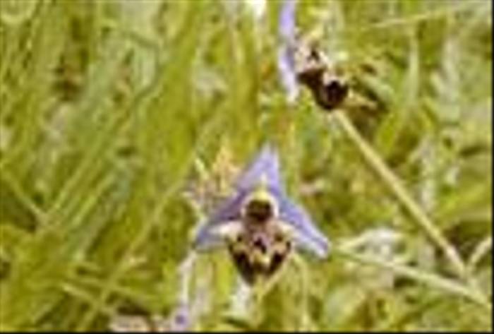 Ophrys oestifera - Horned Woodcock Orchid (Peter Dunn)
