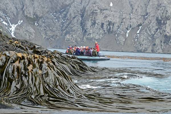 Zodiac and kelp, Elsehul, South Georgia, 28 Jan 2016